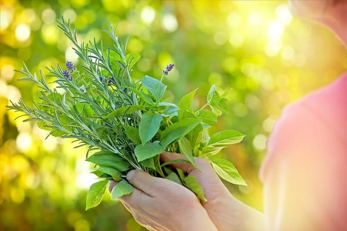 Komplexe Phyto-Zahnpasta – TianDe, Bild 3